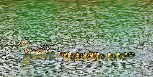 《FIFA23》终极版Steam国区售价涨回418元 反复横跳？